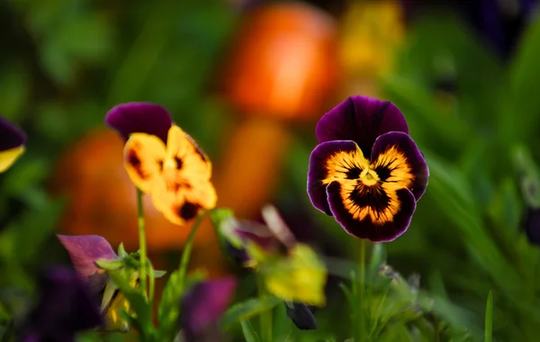 Pansy Flowers Popular Cultivated Viola Flowers Rich Colors Both Summer — Stock Photo, Image