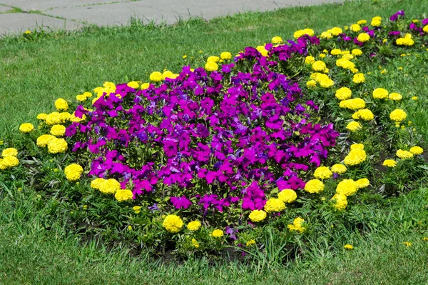 Textúra Háttér Virágágyások City Marigolds Petunias — Stock Fotó