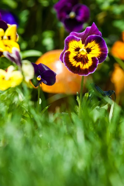 Pansy Flowers Popular Cultivated Viola Flowers Rich Colors Both Summer — Stock Photo, Image