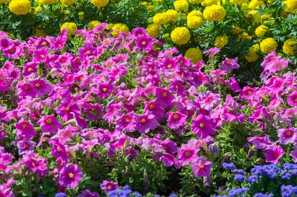 Texture Background Flower Beds City Marigolds Petunias — Stock Photo, Image
