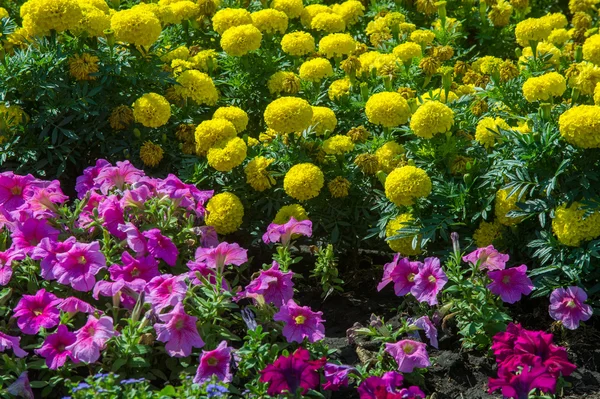 Textury Pozadí Květina Postele Město Měsíčky Petúnie — Stock fotografie