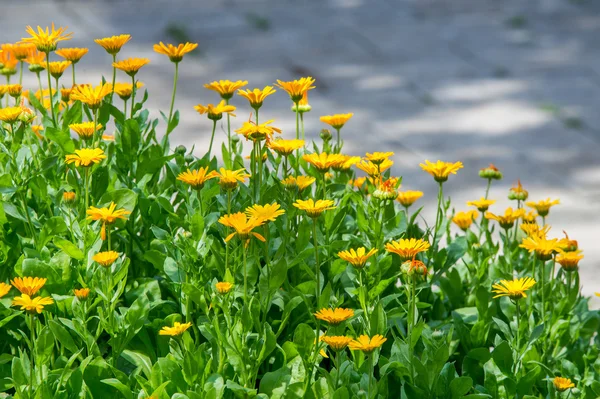 Nagietka Lub Nagietek Calendula Znakomity Pomarańczowy Stokrotki Określonego Aromatu Śródziemnomorskich — Zdjęcie stockowe