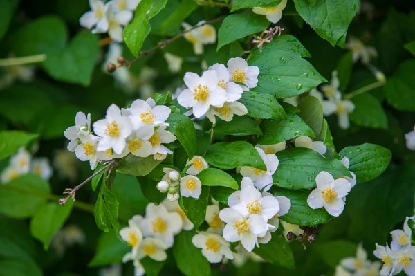 Yasemin Çiçekleri Bir Eski Dünya Çalı Veya Kokulu Çiçekler Parfümeri — Stok fotoğraf