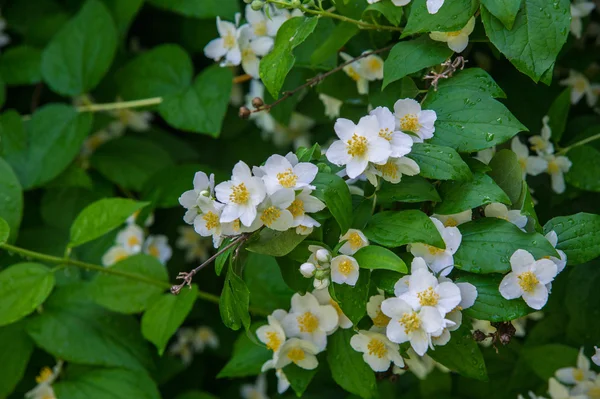 Kwiatów Jaśminu Starego Świata Krzew Lub Pnących Roślin Który Nosi — Zdjęcie stockowe