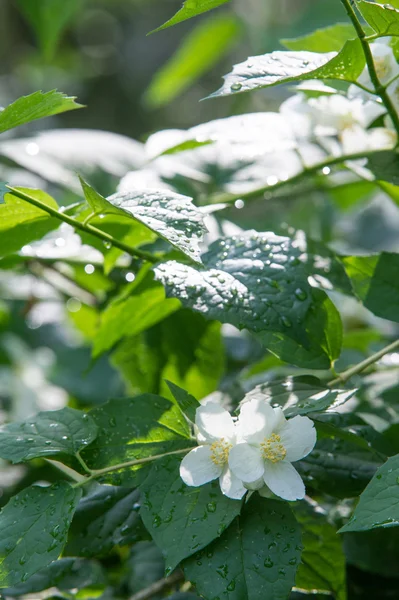 Fleurs Jasmin Arbuste Une Plante Grimpante Ancien Monde Qui Porte — Photo