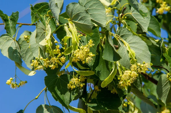 林登花 软对焦 在六月的日子里开花的林登树枝 落叶树一种落叶树 有心形的叶子和芳香的淡黄色的花 — 图库照片