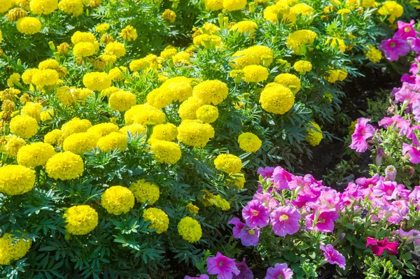 Textúra Háttér Virágágyások City Marigolds Petunias — Stock Fotó