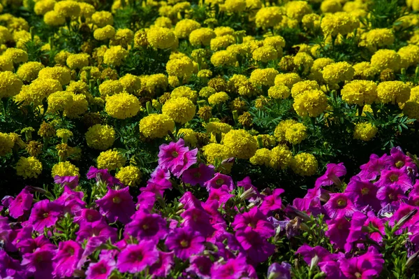 Aksamitka Petunia Petunia Atkinsiana Kwietniki — Zdjęcie stockowe