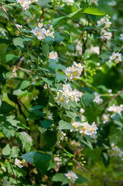 Fleurs Jasmin Arbuste Une Plante Grimpante Ancien Monde Qui Porte — Photo