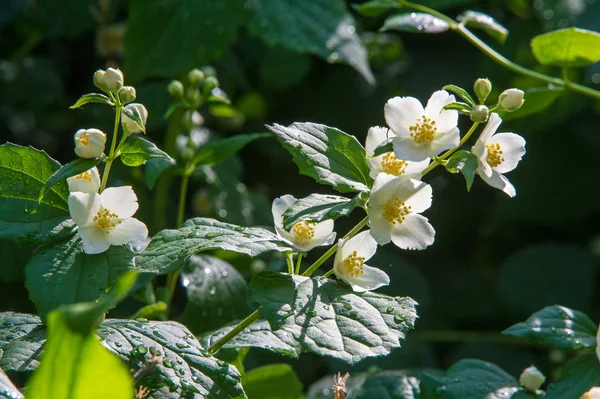 Fleurs Jasmin Arbuste Une Plante Grimpante Ancien Monde Qui Porte — Photo