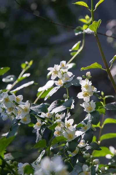 Flores de jazmín. un arbusto del Viejo Mundo o planta trepadora que lleva — Foto de Stock