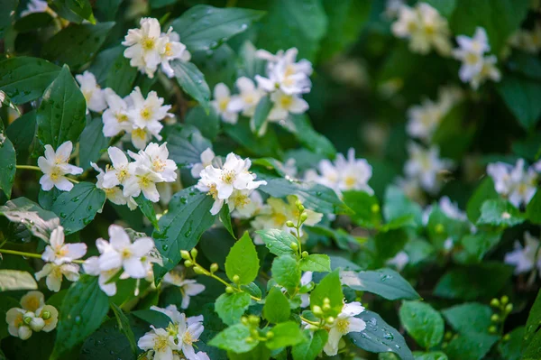 Flores de jazmín. un arbusto del Viejo Mundo o planta trepadora que lleva —  Fotos de Stock