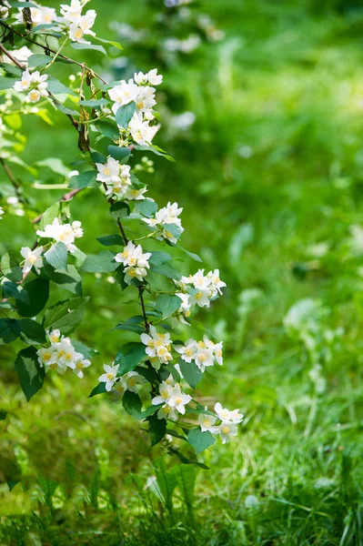 Άνθη γιασεμιού. ένα παλιό κόσμο θάμνος ή αναρριχητικό φυτό που θα φέρει — Φωτογραφία Αρχείου