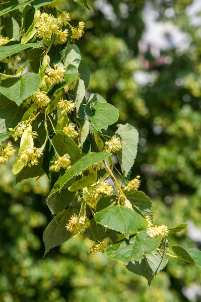 Flores de tilo. Foco suave. florecimiento rama de tilo en junio día —  Fotos de Stock