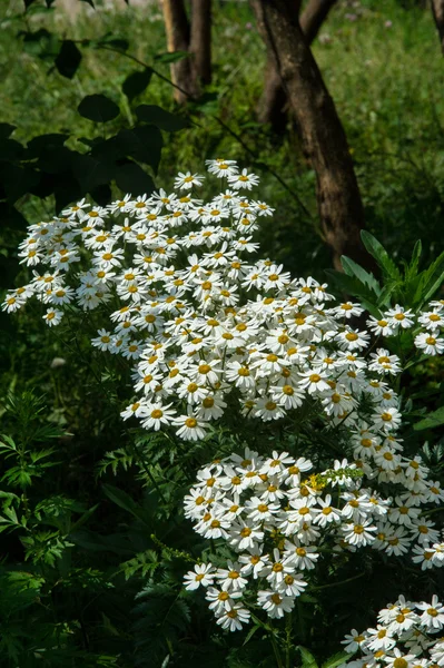 Chamomile or camomile — Stock Photo, Image