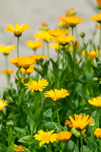 Calendula, o calendula (Calendula), - meravigliose margherite arancioni " — Foto Stock