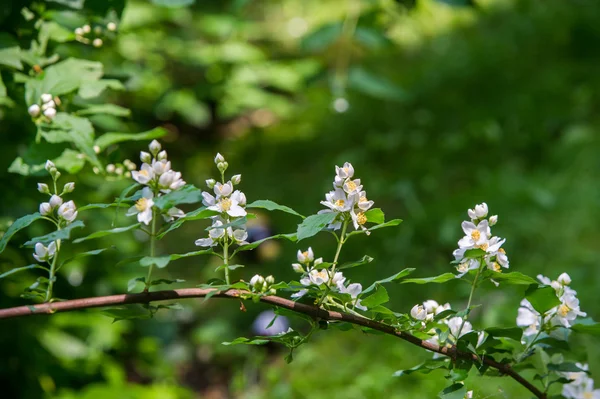 Άνθη γιασεμιού. ένα παλιό κόσμο θάμνος ή αναρριχητικό φυτό που θα φέρει — Φωτογραφία Αρχείου