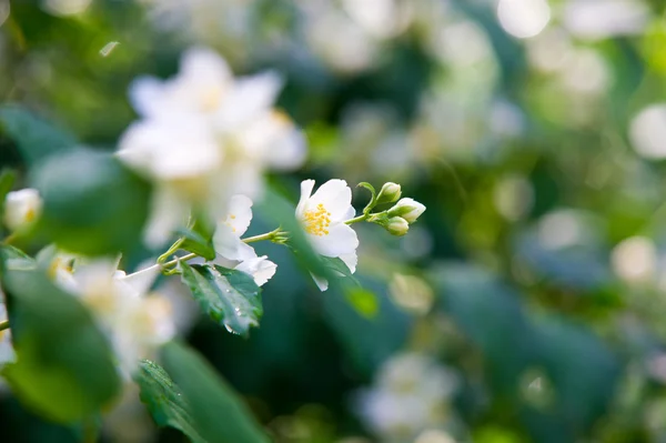 Jasmine flowers. an Old World shrub or climbing plant that bears — Stock Photo, Image