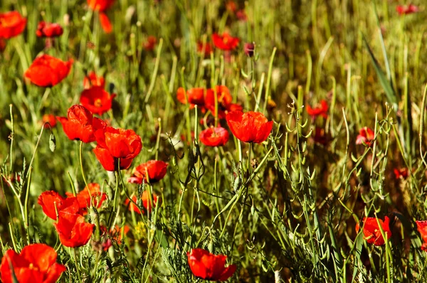 Fleurs de pavot. une plante herbacée aux fleurs voyantes, à la sève laiteuse , — Photo