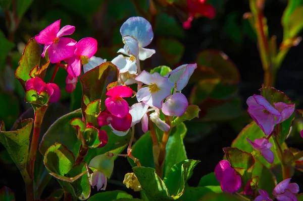 Flores de Begonia. una planta herbácea de climas cálidos, el brillante — Foto de Stock