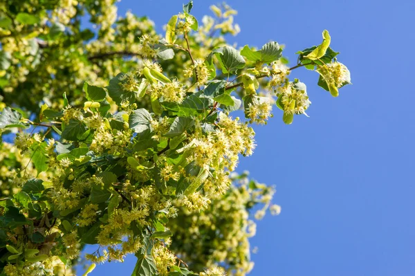 Linden flowers. Soft focus. blossoming linden branch in june day — Stock Photo, Image