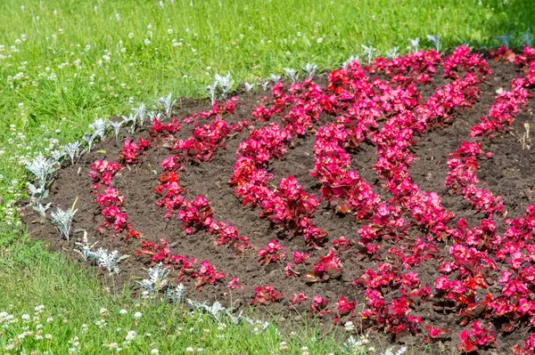 Jasmijn bloemen. een oude wereld struik of klimmen plant die draagt — Stockfoto