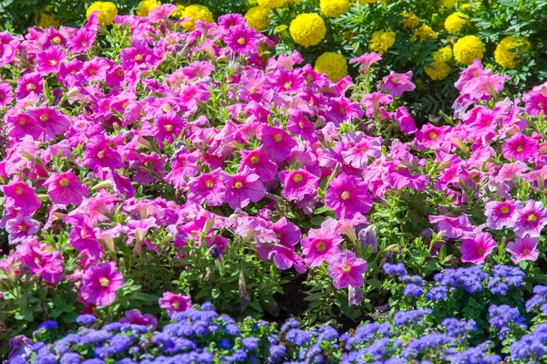 Texture background. Flower beds city, Marigolds, Petunias — Stock Photo, Image