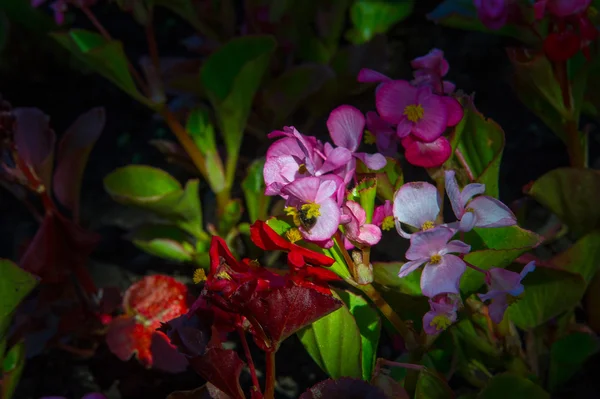 Бегония цветы. травянистое растение теплого климата, яркое — стоковое фото