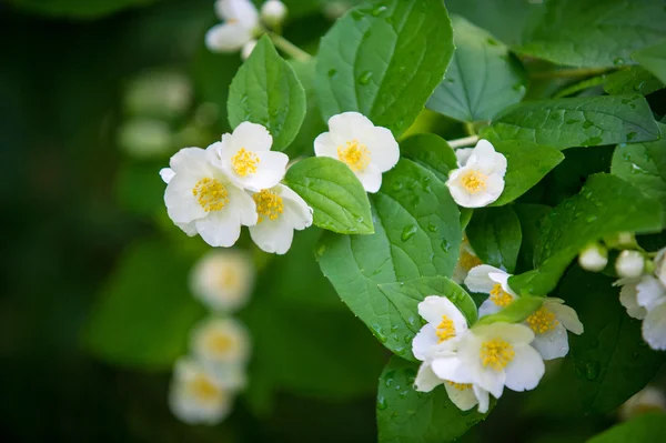 Flores de jazmín. un arbusto del Viejo Mundo o planta trepadora que lleva —  Fotos de Stock