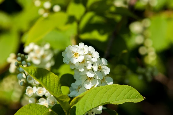 Strong Image Blur Great Designer Closeup Branch Bird Cherry Brightly — Stock Photo, Image