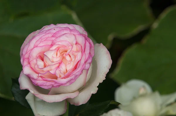 Des Roses Plante Avec Belles Grandes Fleurs Parfumées Tige Généralement — Photo