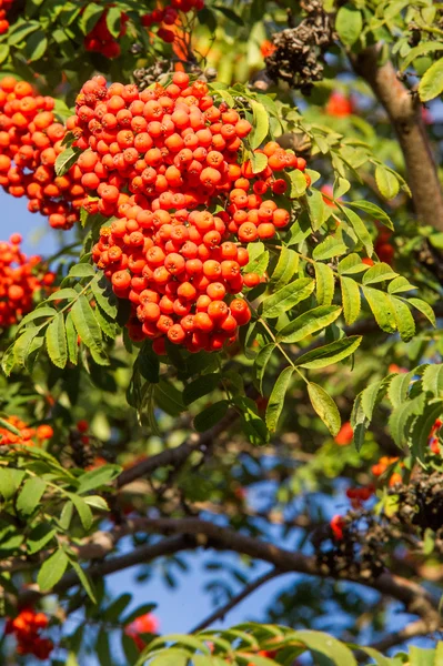 Vogelbeere Frühherbst Die Früchte Der Eberesche Scharlachrot Während Die Untergehende — Stockfoto