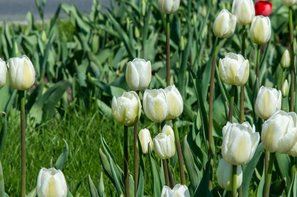 Tulipany Roślina Bulwiasta Kwitnące Wiosną Rodziny Liliowatych Śmiało Kolorowe Puchar — Zdjęcie stockowe