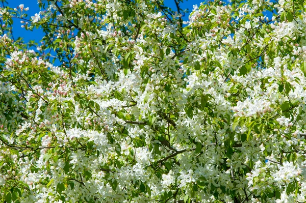 Apple Květy Stromů Součást Semenné Rostliny Skládající Reprodukčních Orgánů Tyčinek — Stock fotografie