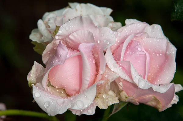 Des Roses Plante Avec Belles Grandes Fleurs Parfumées Tige Généralement — Photo