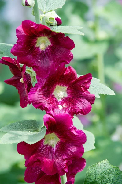 Нежные цветы. травянистое растение с волосатыми стеблями, розовым или пуром — стоковое фото