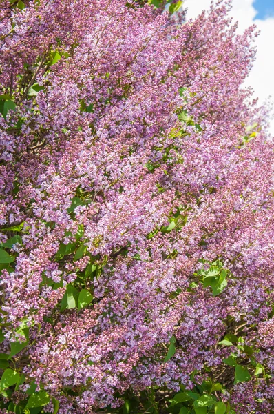 Texture Motif Fond Fleurs Lilas Une Couleur Violet Rosé Pâle — Photo