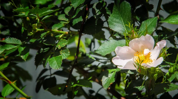 Vřed Bloom Kvetoucí Krymské Briar Closeup Místní Zaměření Mělké Dof — Stock fotografie