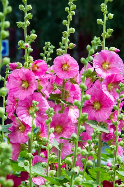 Flores Malva Una Planta Herbácea Con Tallos Peludos Flores Color —  Fotos de Stock