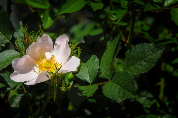 Vřed Bloom Kvetoucí Krymské Briar Closeup Místní Zaměření Mělké Dof — Stock fotografie
