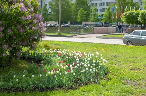 City Flower Bed Lilac Bushes Blue Red White Tulips — Stock Photo, Image