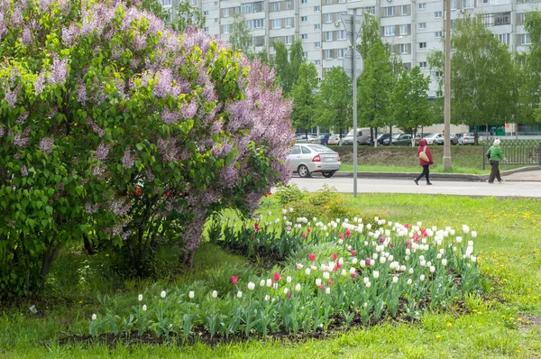 City Flower Bed Lilac Bushes Blue Red White Tulips — Stock Photo, Image