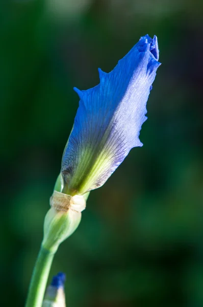 Květiny Iris Iris Květiny Vyžaduje Jeho Jméno Řeckého Slova Pro — Stock fotografie