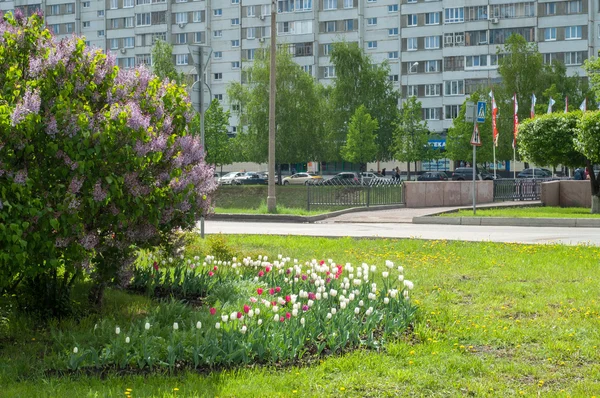 City Flower Bed Lilac Bushes Blue Red White Tulips — Stock Photo, Image