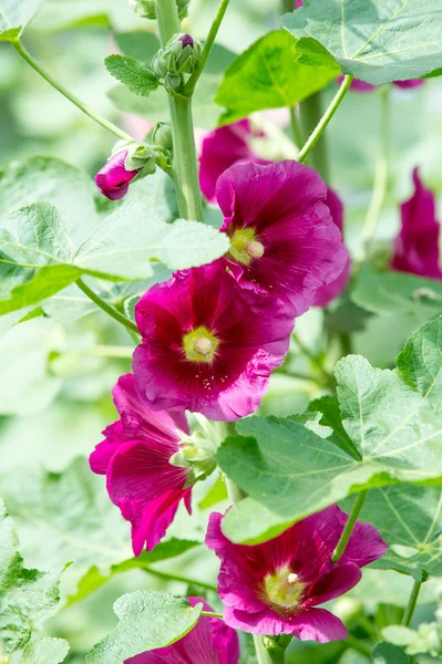 Flores Malva Uma Planta Herbácea Com Caules Peludos Flores Rosa — Fotografia de Stock