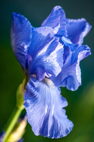 Iris Çiçek Iris Çiçek Rainbow Rainbow Iris Yunan Tanrıçası Adıdır — Stok fotoğraf