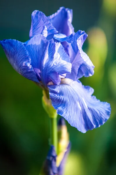 Iris Çiçek Iris Çiçek Rainbow Rainbow Iris Yunan Tanrıçası Adıdır — Stok fotoğraf