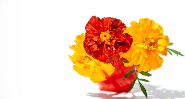 Virágok Marigolds Egy Növény Fészkesek Családjába Általában Sárga Narancssárga Vagy — Stock Fotó