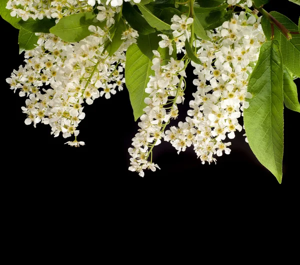 Closeup Branch Bird Cherry Brightly Backlit Sky Bird Cherry Flowers — Stock Photo, Image