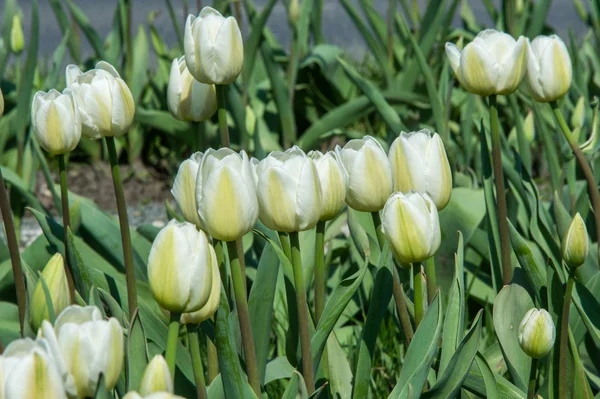Tulipány Baňatý Jaro Kvetoucí Rostlina Rodu Liliovitých Odvážně Barevné Květy — Stock fotografie